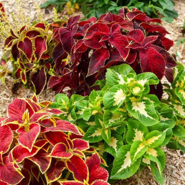 Fleurs - Coléus Arc-en-Ciel Amélioré - face recto